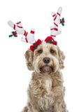 Dosyć złoty dorosłego Labradoodle pies, odosobniony na białym tle fotografia stock Dosyć złoty dorosłego Labradoodle pies, odosobniony na białym tle fotografia stock