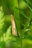 Double-banded Grass-veneer Moth - Crambus agitatellus Stock Photos Double-banded Grass-veneer Moth - Crambus agitatellus Stock Photos