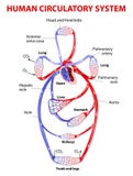 Double circulatory system