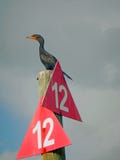 A double-crested cormorant on a number 12 channel marker post under grey clouds. royalty free stock image A double-crested cormorant on a number 12 channel marker post under grey clouds. royalty free stock image