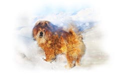 Double exposure from a red-haired dog and landscape of mountain