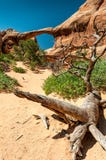 Double O Arch behind a dead piece of wood royalty free stock photos Double O Arch behind a dead piece of wood royalty free stock photos