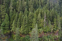 Douglas fir forest Royalty Free Stock Image Douglas fir forest Royalty Free Stock Image