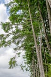 Douglas Fir Trees alto sul fianco di una montagna fotografia stock libera da diritti Douglas Fir Trees alto sul fianco di una montagna fotografia stock libera da diritti