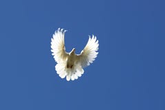 Dove in the air royalty free stock image Dove in the air royalty free stock image