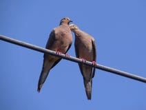Two Mourning Doves Kissing On A Power Line
