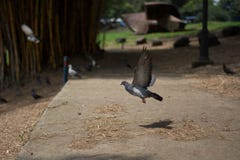 Dove flying low in a park royalty free stock image Dove flying low in a park royalty free stock image