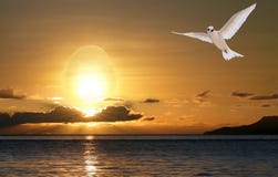 Dove In Sunrise. Peace And Happiness Of Easter Stock Images Dove In Sunrise. Peace And Happiness Of Easter Stock Images