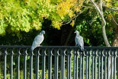 Dove perched on bridge railing in park stock photo Dove perched on bridge railing in park stock photo