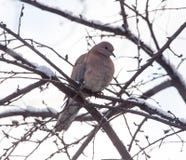 Dove on the tree in winter stock photos Dove on the tree in winter stock photos