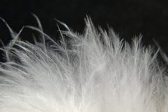 Downy Feathers 1