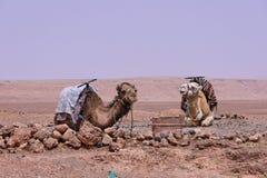 Draa Tal nahe Ouarzazate in M stockfoto Draa Tal nahe Ouarzazate in M stockfoto