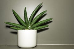 Dracaenaceae garnering på vasen arkivbild Dracaenaceae garnering på vasen arkivbild