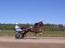 Dragit av en tävlings- häst med för Novosibirsk för avel för trava för ryttarekonkurrenshästar hästen och ryttaren löparbana royaltyfri bild Dragit av en tävlings- häst med för Novosibirsk för avel för trava för ryttarekonkurrenshästar hästen och ryttaren löparbana royaltyfri bild