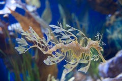 Drago frondoso del mare a Pacifico di Rim Aquarium fotografia stock Drago frondoso del mare a Pacifico di Rim Aquarium fotografia stock