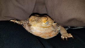 Dragon barbu somnolent images libres de droits Dragon barbu somnolent images libres de droits