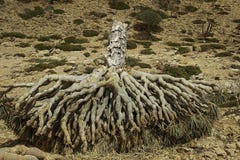 Dragon Blood Tree inoperante, cinnabari do Dracaena, árvore de dragão do Socotra, ameaçou a espécie fotos de stock royalty free Dragon Blood Tree inoperante, cinnabari do Dracaena, árvore de dragão do Socotra, ameaçou a espécie fotos de stock royalty free