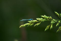 Dragon Fly imagens de stock royalty free Dragon Fly imagens de stock royalty free