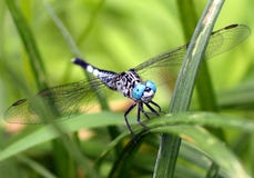 Dragon Fly Foto de archivo