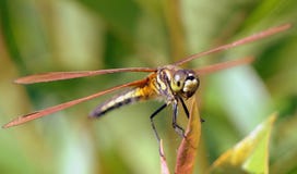 Dragon Fly Foto de archivo libre de regalías