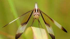 Dragon Fly Imagen de archivo