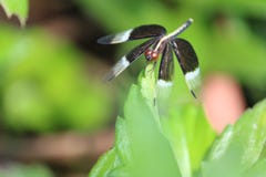 Dragon fly royalty free stock photos Dragon fly royalty free stock photos