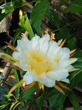 Dragon Fruit Flower royalty-vrije stock fotografie Dragon Fruit Flower royalty-vrije stock fotografie
