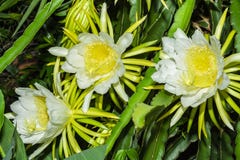 Dragon fruit flower hylocereus undatus royalty free stock photography Dragon fruit flower hylocereus undatus royalty free stock photography