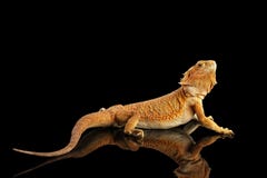 Dragon Llizard Isolated farpado no fundo preto imagens de stock royalty free Dragon Llizard Isolated farpado no fundo preto imagens de stock royalty free