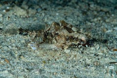 dragon sea moth