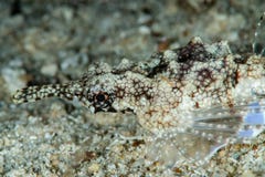 dragon sea moth