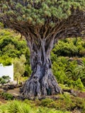 Dragon Tree Royalty Free Stock Photography Dragon Tree Royalty Free Stock Photography