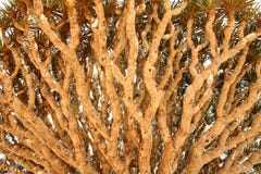 Dragon Tree - Dracaena Cinnabari Stock Photography Dragon Tree - Dracaena Cinnabari Stock Photography