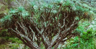 Dragon Tree em Santo Antao, Cabo Verde Cabo Verde fotos de stock Dragon Tree em Santo Antao, Cabo Verde Cabo Verde fotos de stock