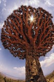 Dragon Tree. Yemen. Socotra. Endemic plants. stock images Dragon Tree. Yemen. Socotra. Endemic plants. stock images