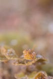 Dragonet royalty free stock image Dragonet royalty free stock image
