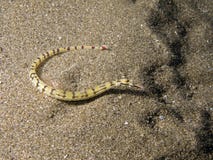 Dragonface Pipefish In The Sand Stock Images Dragonface Pipefish In The Sand Stock Images