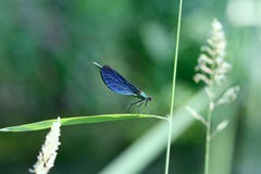 Dragonfly stock photos Dragonfly stock photos