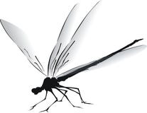 Dragonfly. Black and white illustration of a dragonfly