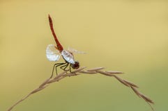 Dragonfly on a blade of grass dries its wings from dew under the first rays of the sun before flight stock image Dragonfly on a blade of grass dries its wings from dew under the first rays of the sun before flight stock image