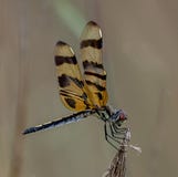 Dragonfly chwyty dalej zdjęcie royalty free Dragonfly chwyty dalej zdjęcie royalty free