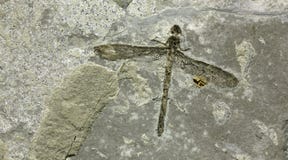 Dragonfly Fossil Royalty Free Stock Photography