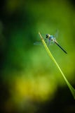 Dragonfly grasshopper leaves with green background blurred Royalty Free Stock Photo Dragonfly grasshopper leaves with green background blurred Royalty Free Stock Photo