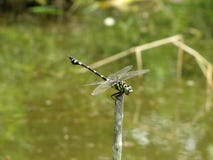 Dragonfly on green background of a swamp stock photos Dragonfly on green background of a swamp stock photos