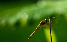 Dragonfly, greenish background, bubble bokeh royalty free stock photo Dragonfly, greenish background, bubble bokeh royalty free stock photo