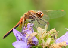 Dragonfly jest insektem żyje blisko wodnych ciał zdjęcie royalty free Dragonfly jest insektem żyje blisko wodnych ciał zdjęcie royalty free