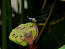Dragonfly with lotus pods stock image Dragonfly with lotus pods stock image