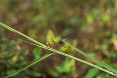 Dragonfly, pomarańczowi bagażniki wiesza na trawie na trawy tle, obraz stock Dragonfly, pomarańczowi bagażniki wiesza na trawie na trawy tle, obraz stock