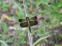 Dragonfly resting stock image Dragonfly resting stock image