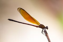Dragonfly resting on a branch in forest stock photos Dragonfly resting on a branch in forest stock photos
